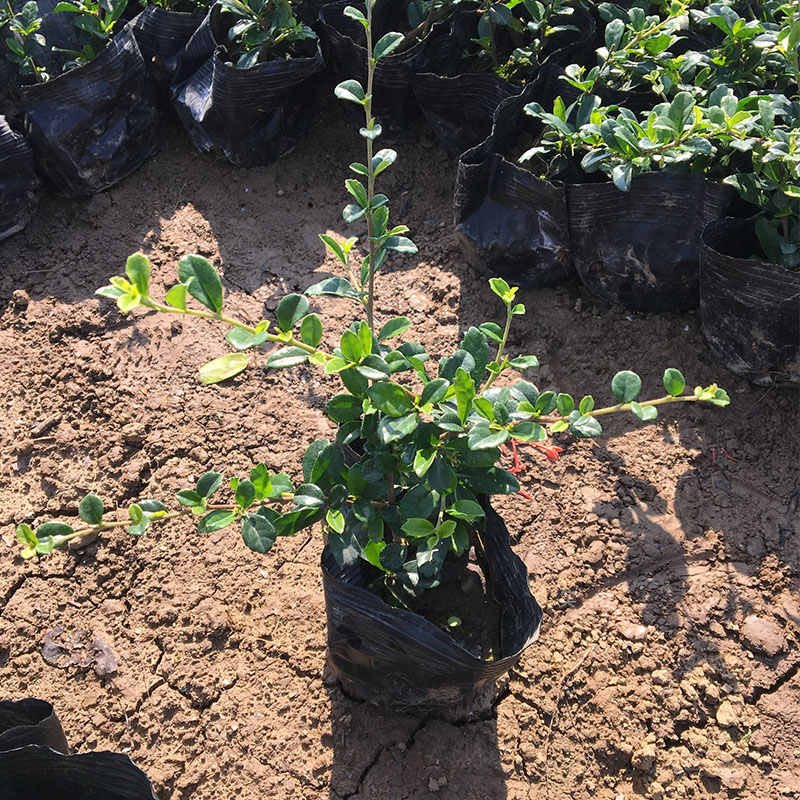  福建茶四季常青基及树苗南方绿植绿化工程植物生长力强株型紧凑